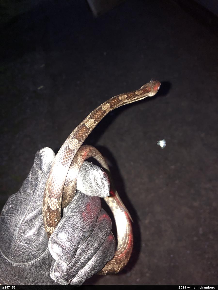 Eastern Ratsnake