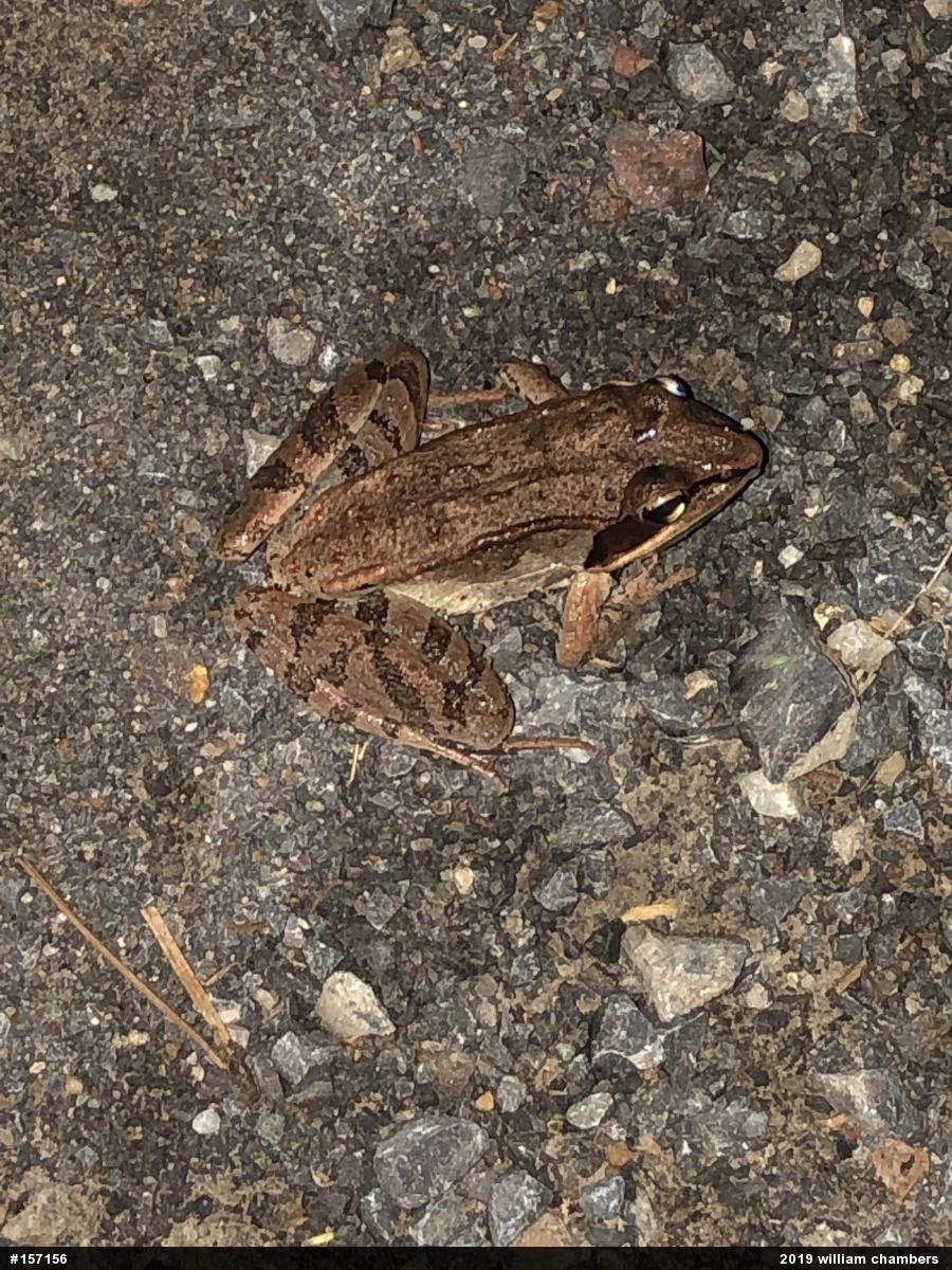 Wood Frog