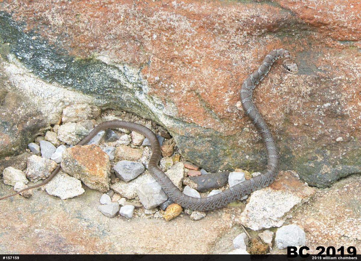 Northern Black Racer