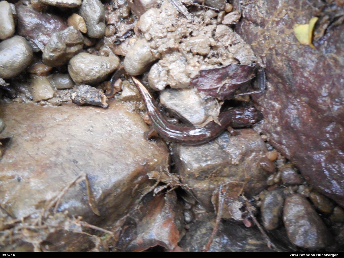 Allegheny Mountain Dusky Salamander