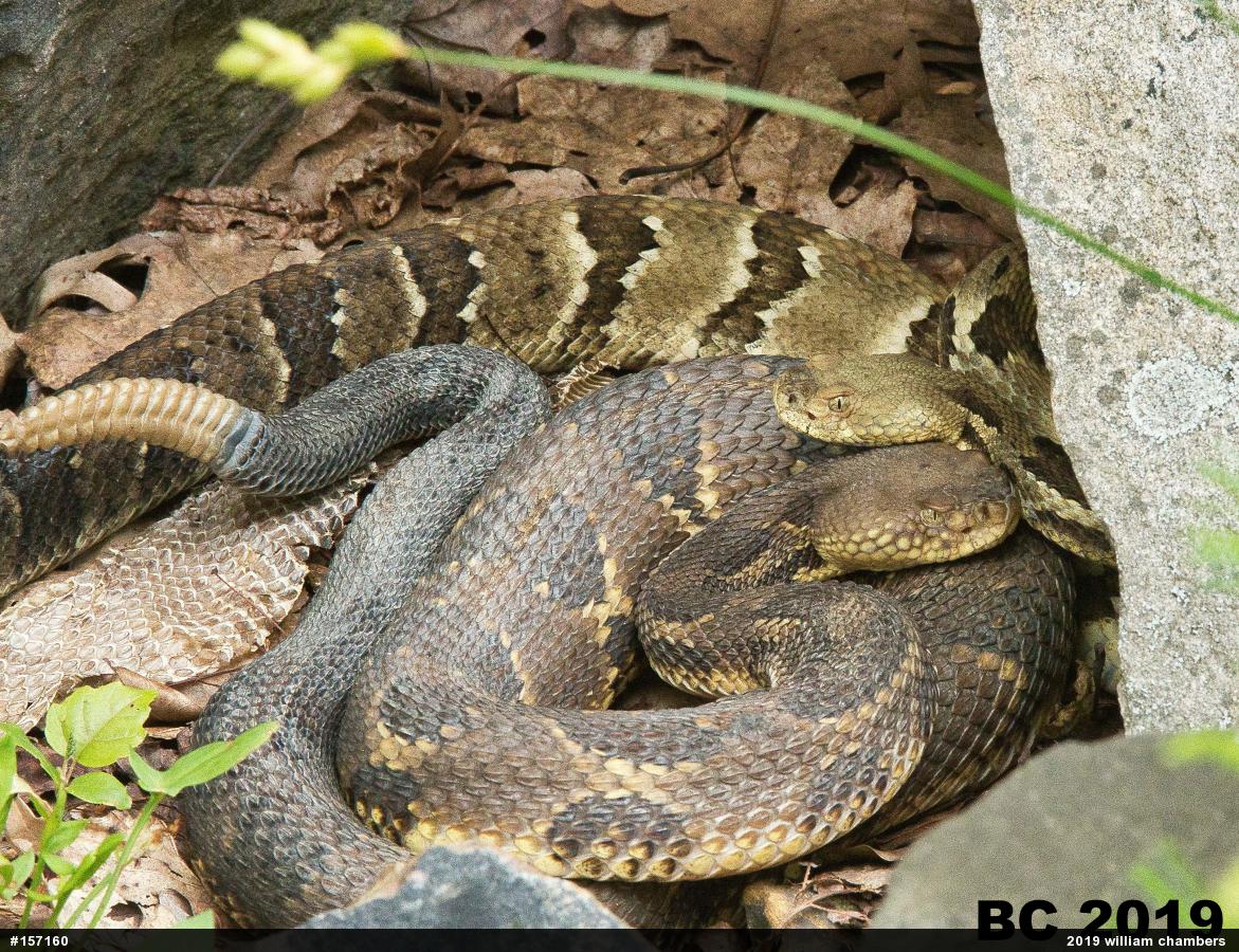 Timber Rattlesnake