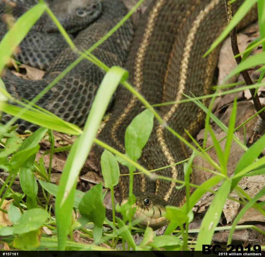 Eastern Gartersnake