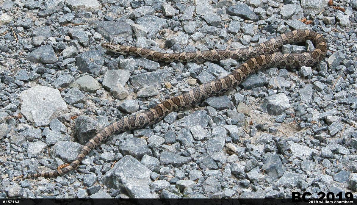 Eastern Milksnake