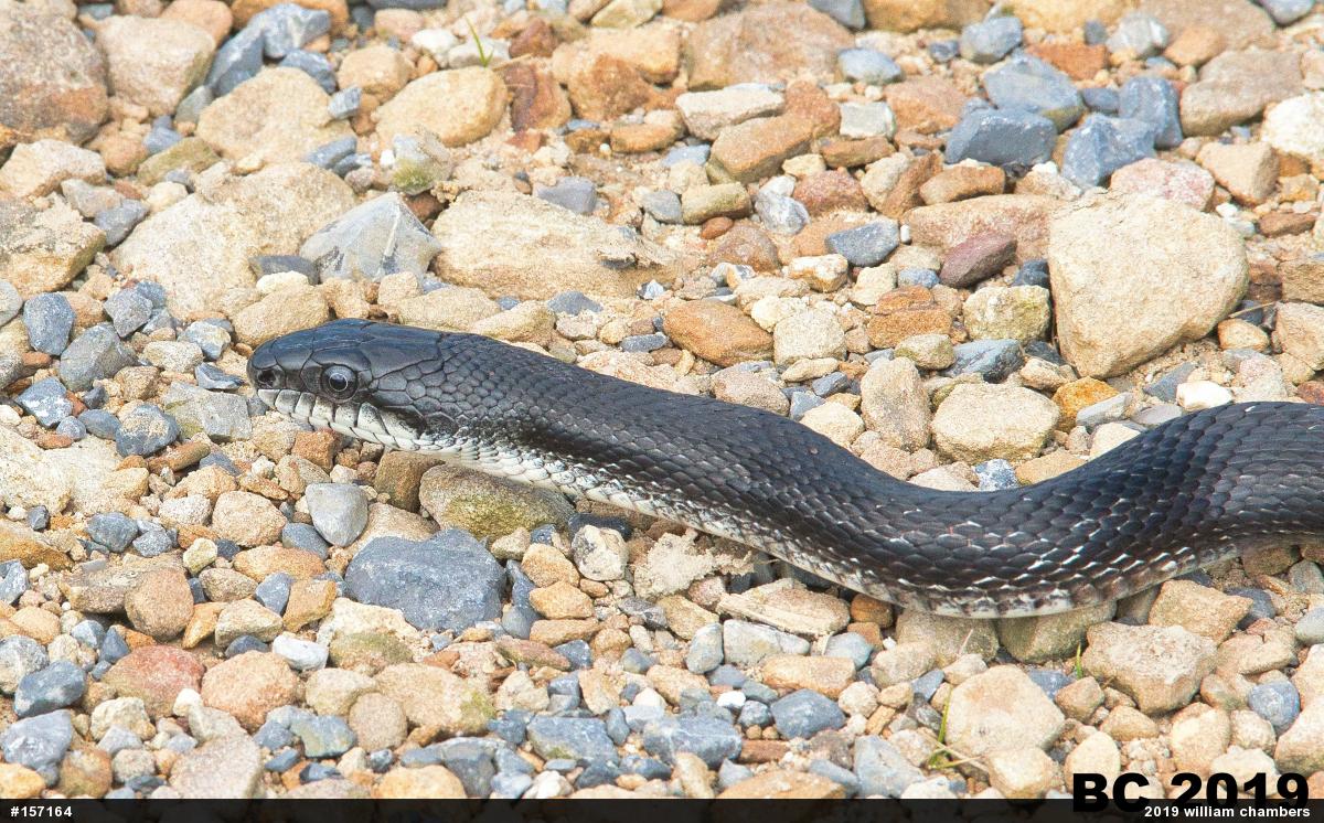 Eastern Ratsnake