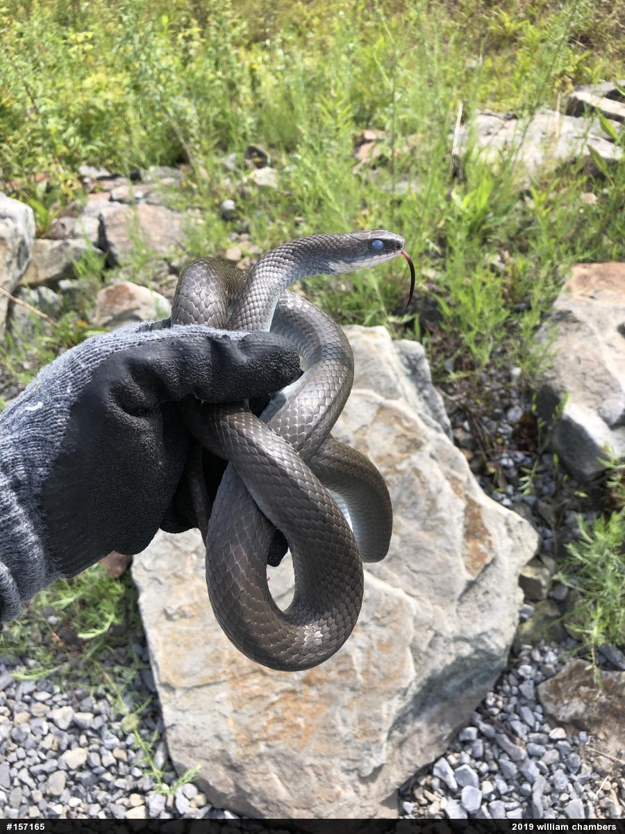 Northern Black Racer