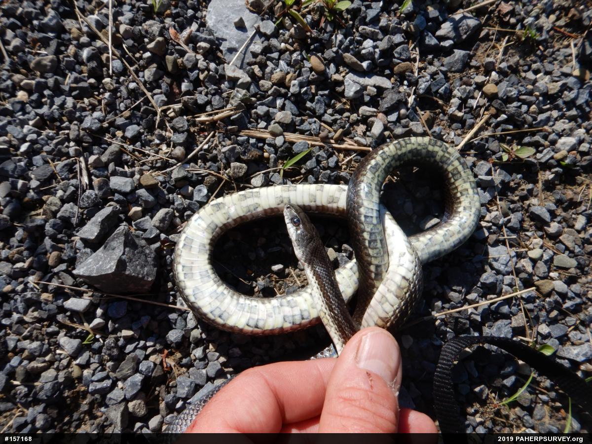 Eastern Ratsnake