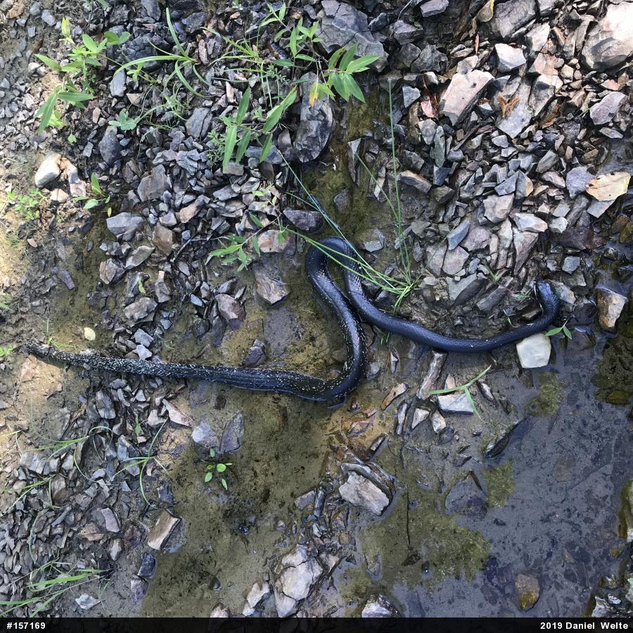 Eastern Ratsnake