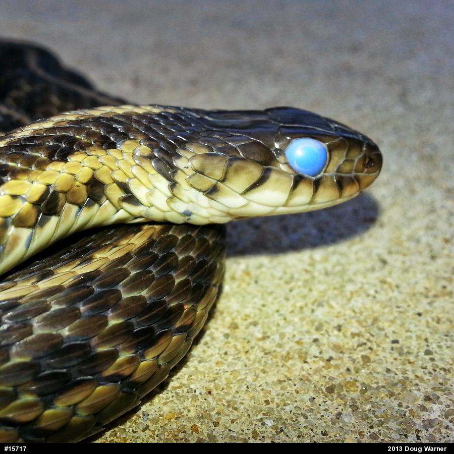 Eastern Gartersnake