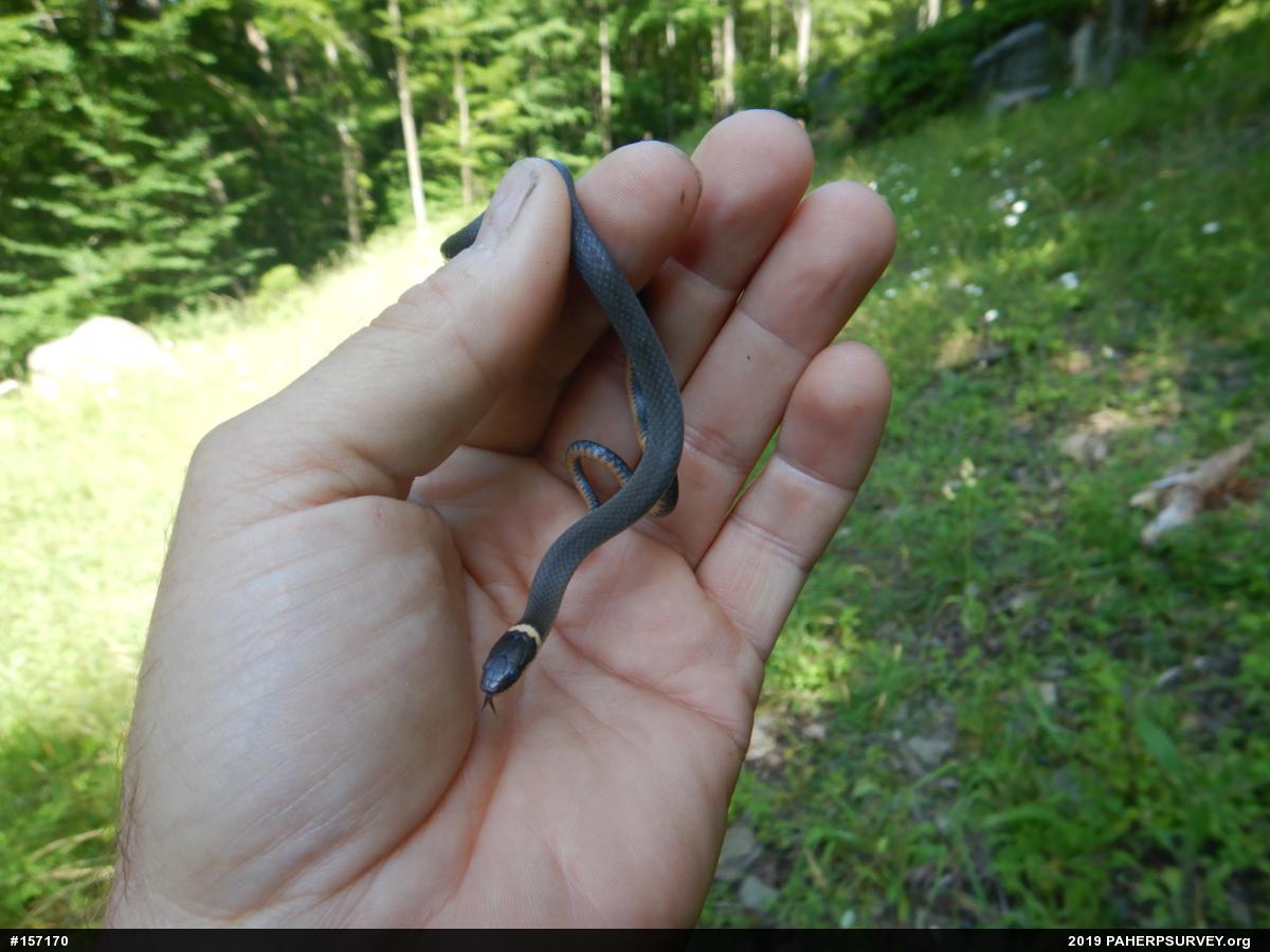 Northern Ring-necked Snake