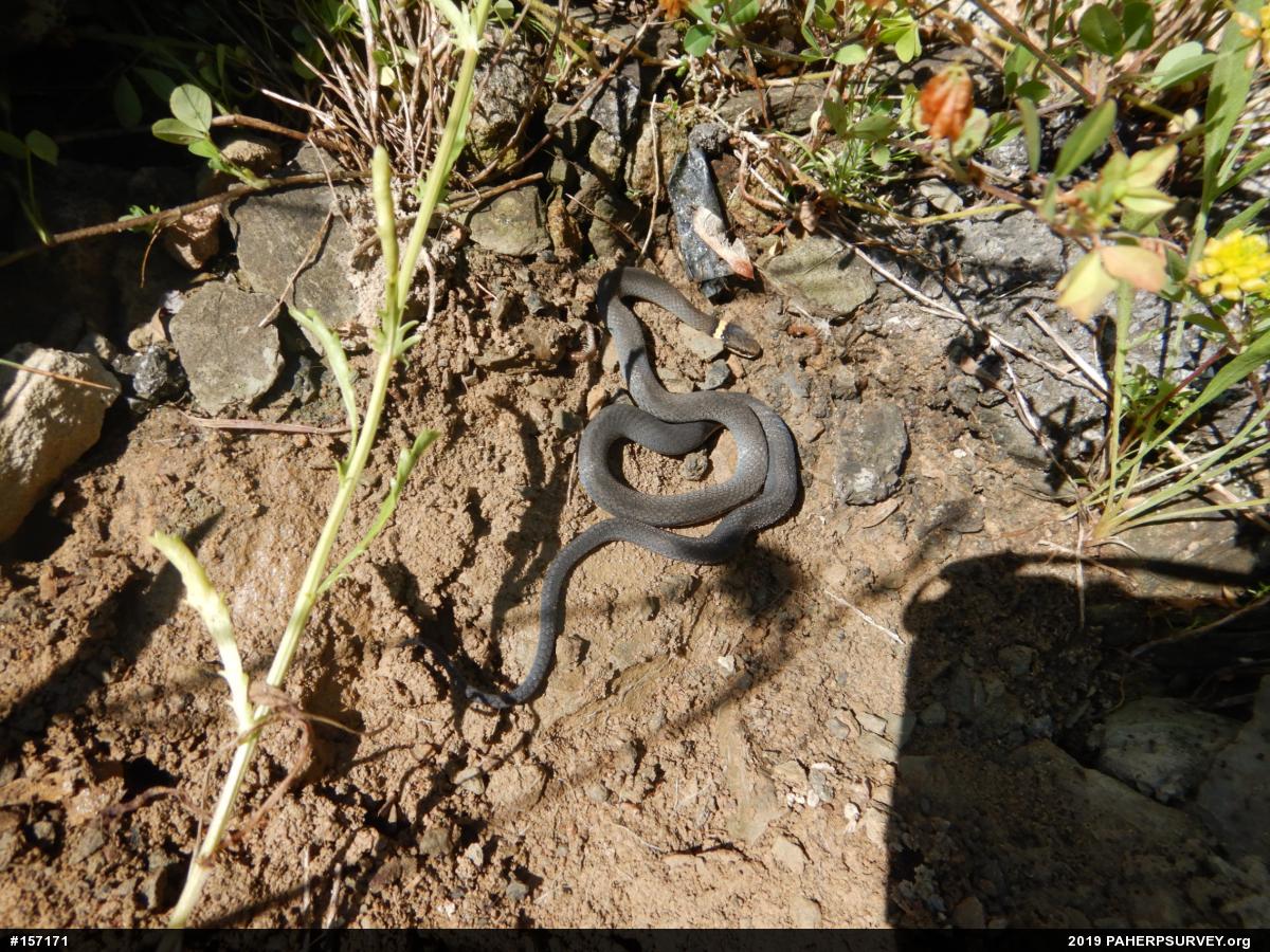 Northern Ring-necked Snake