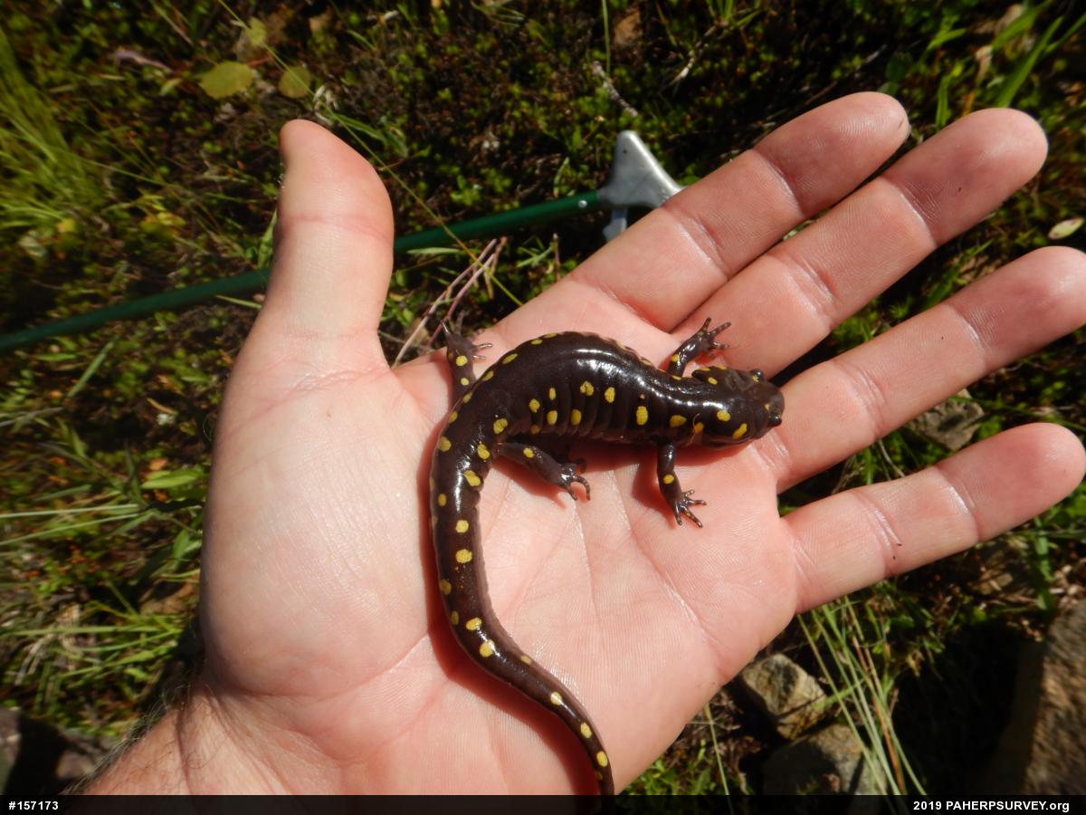 Spotted Salamander