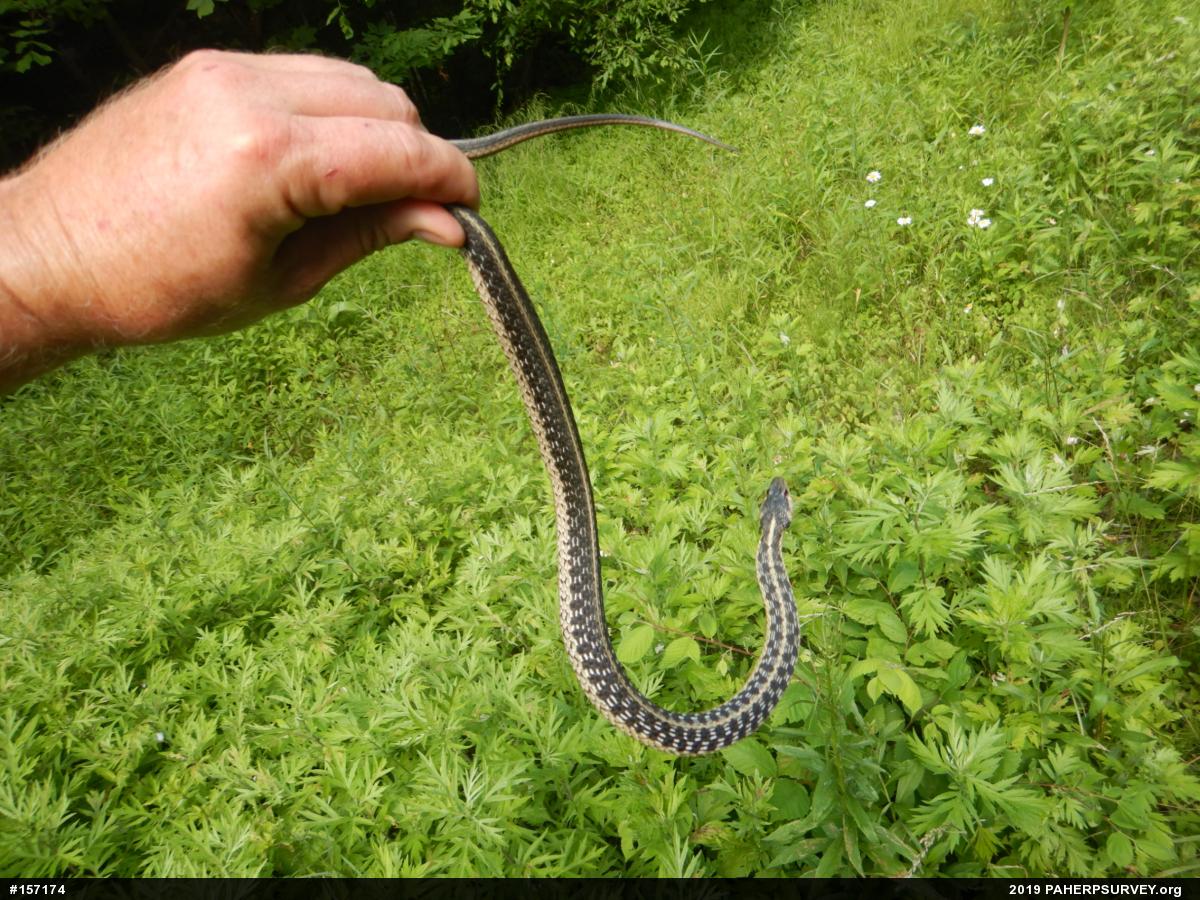 Eastern Gartersnake