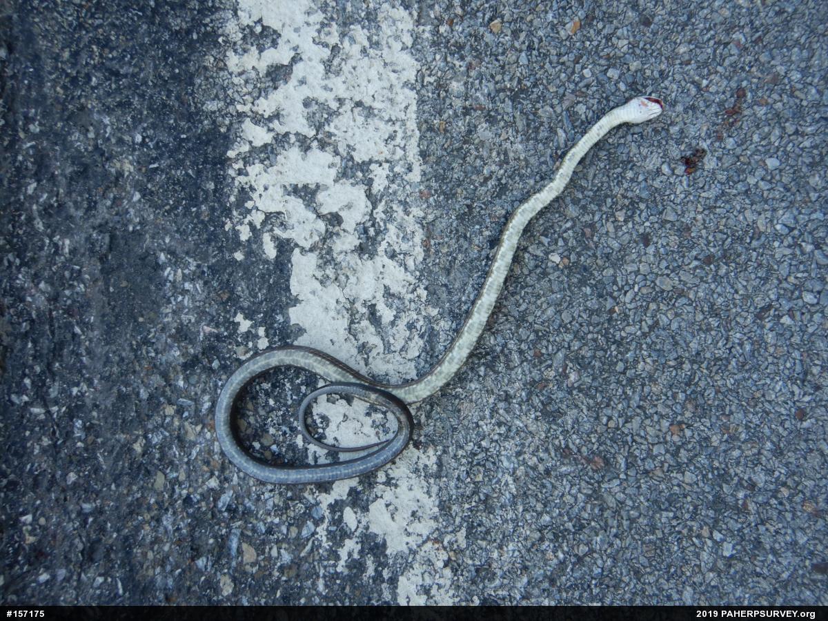 Eastern Ratsnake