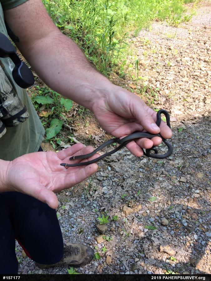 Northern Ring-necked Snake