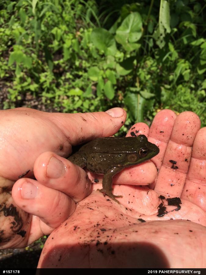 Green Frog