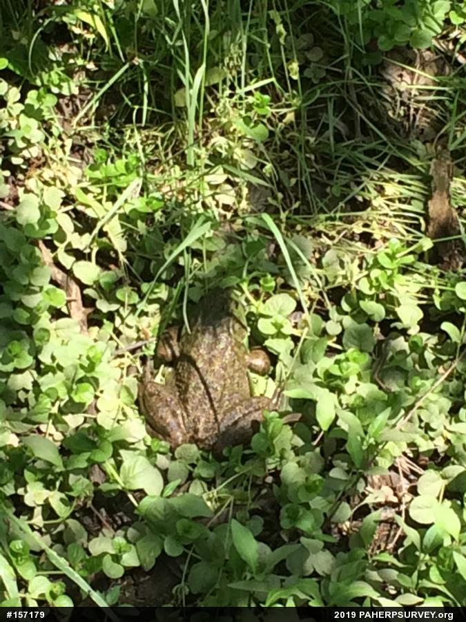 American Bullfrog