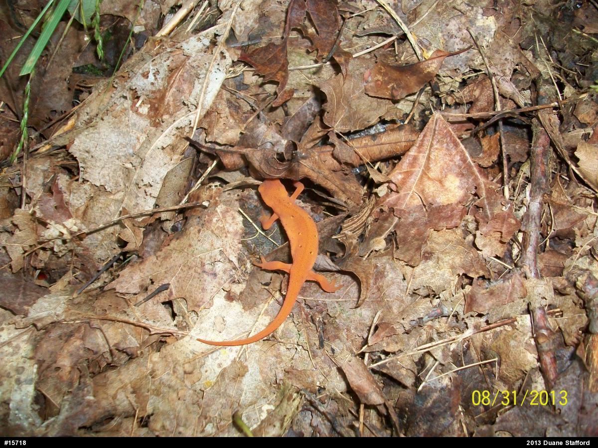 Red-spotted Newt