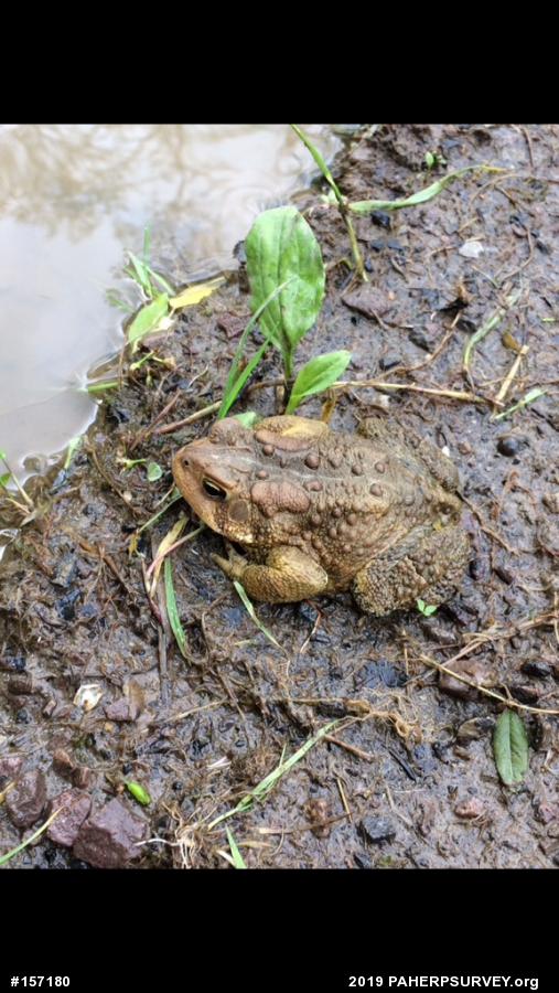 Eastern American Toad