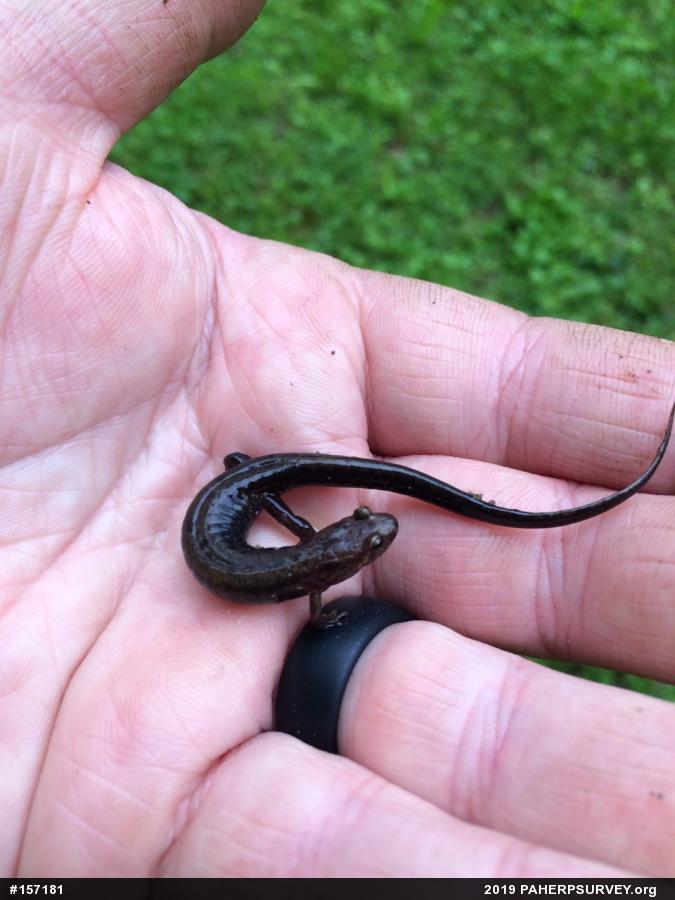 Northern Dusky Salamander