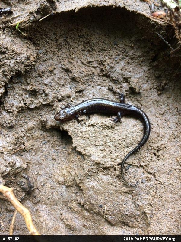 Allegheny Mountain Dusky Salamander