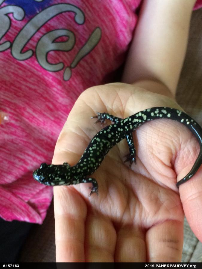 Northern Slimy Salamander