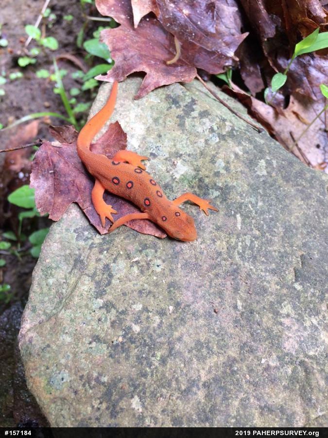 Red-spotted Newt