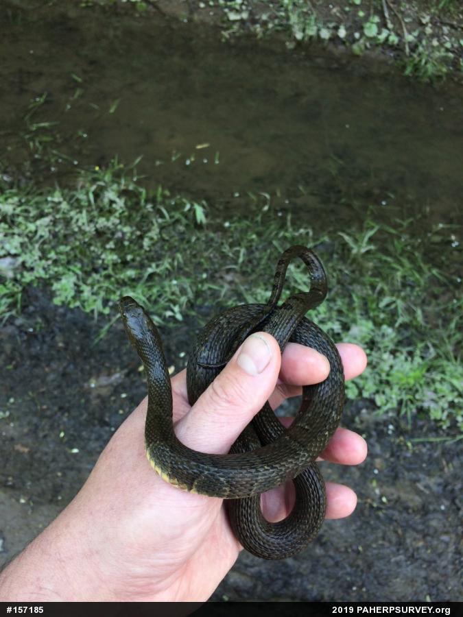 Northern Watersnake