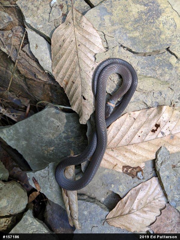 Northern Ring-necked Snake