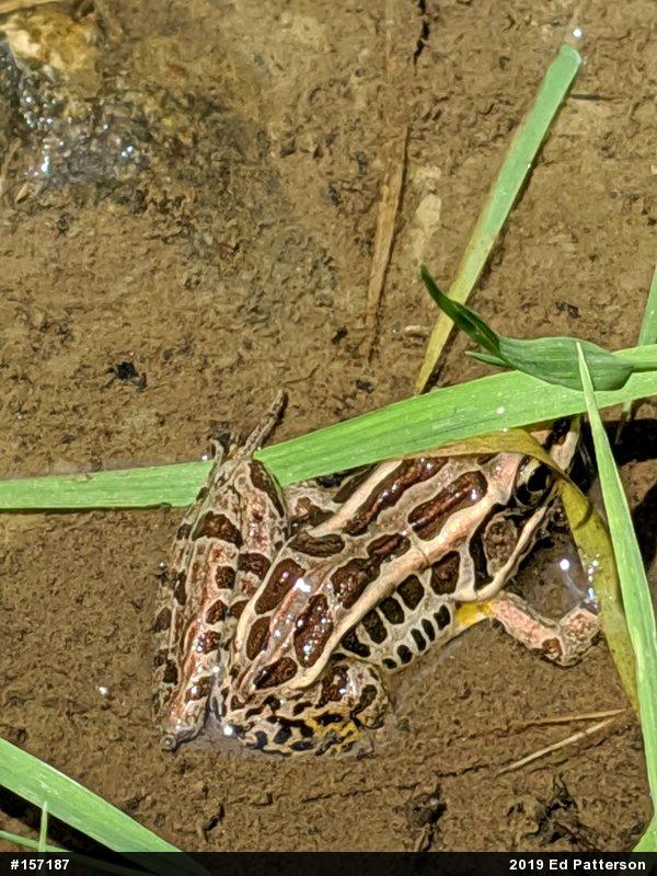 Pickerel Frog