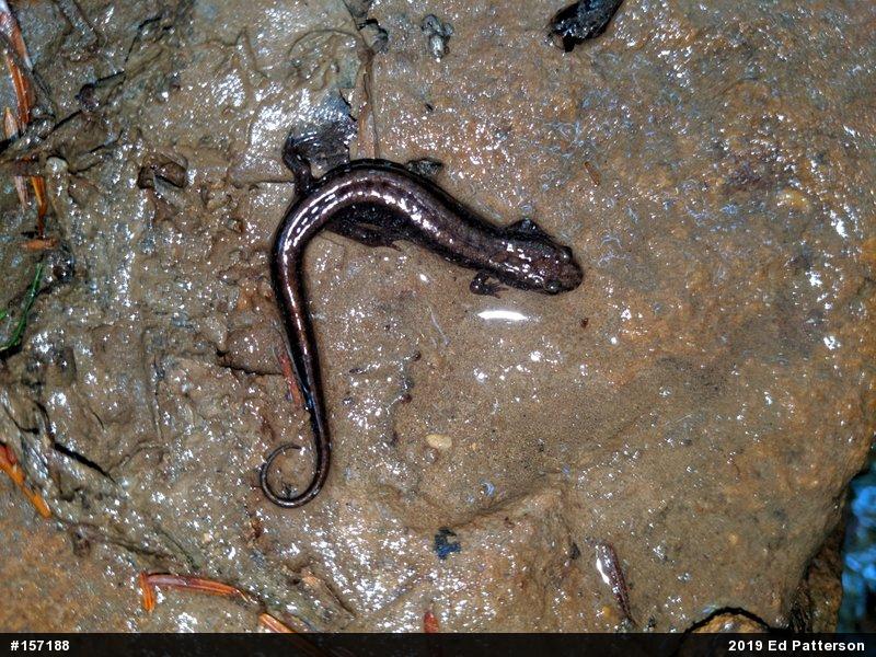 Allegheny Mountain Dusky Salamander