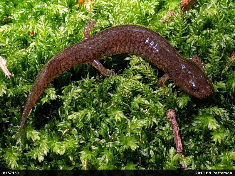 Northern Spring Salamander