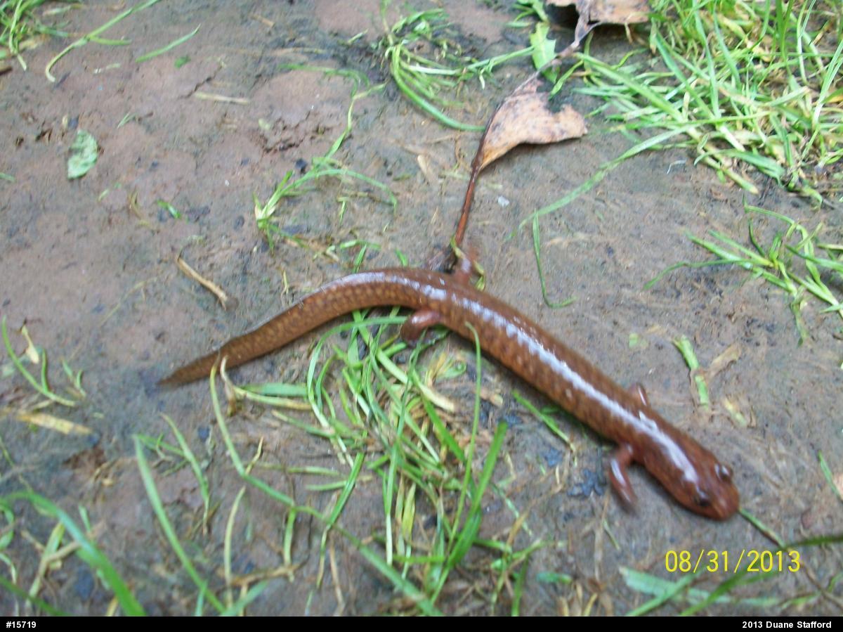 Northern Spring Salamander