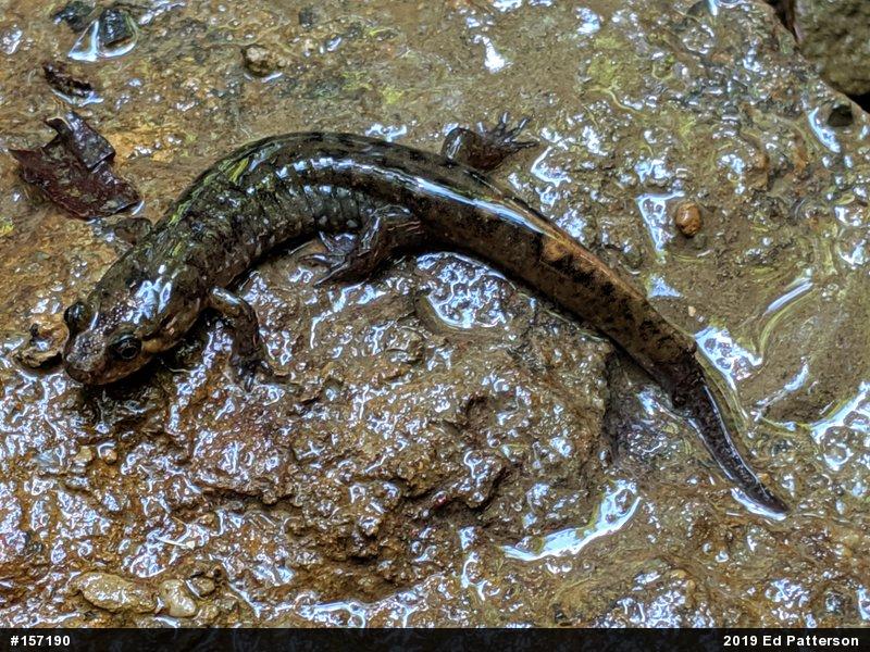 Seal Salamander
