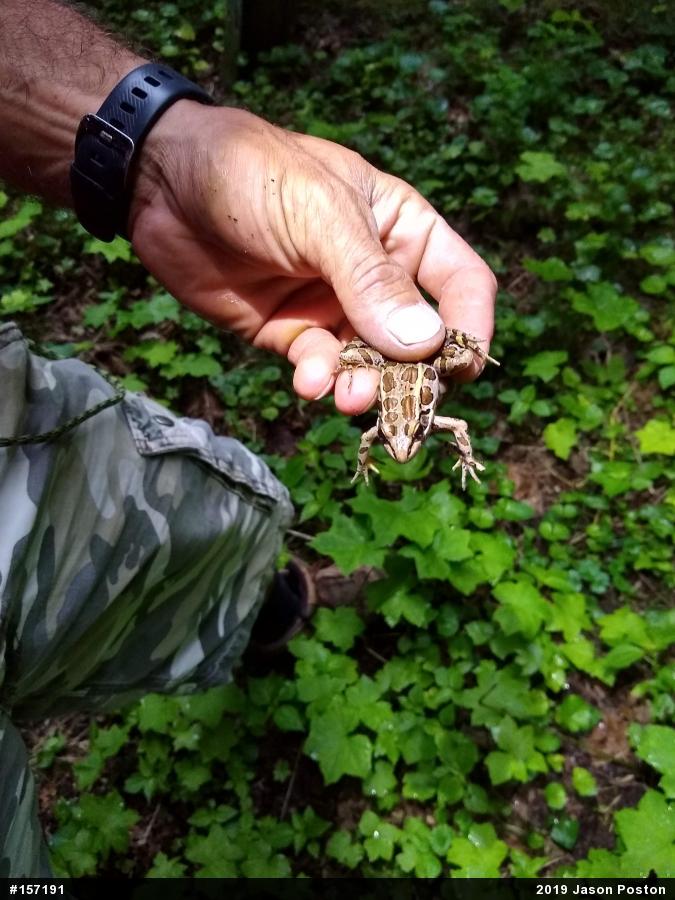 Pickerel Frog