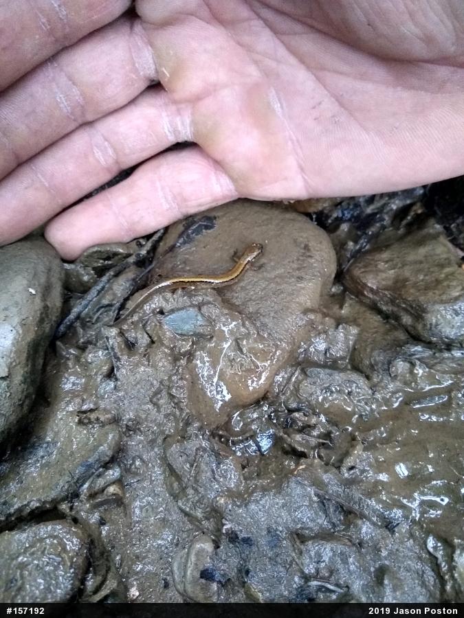 Northern Two-lined Salamander