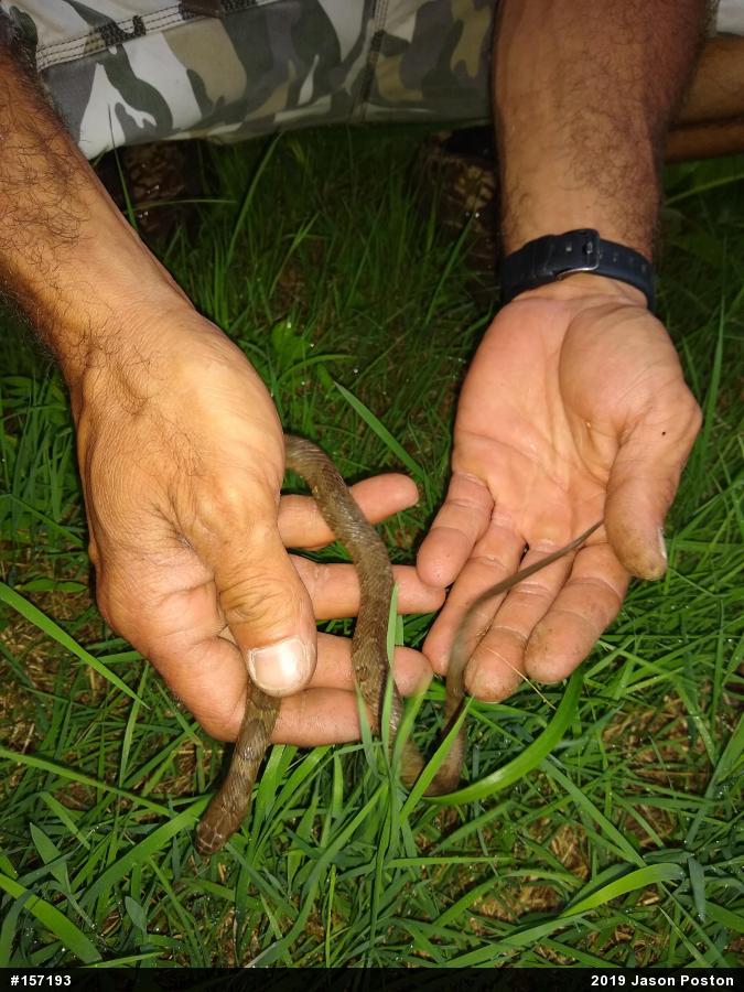 Northern Watersnake