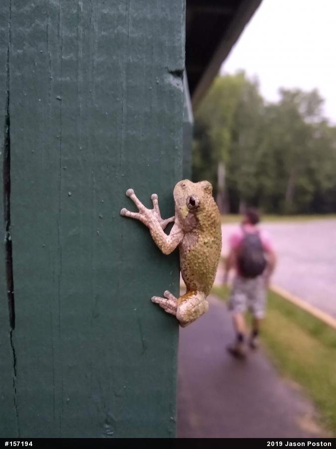 Unknown Gray Treefrog