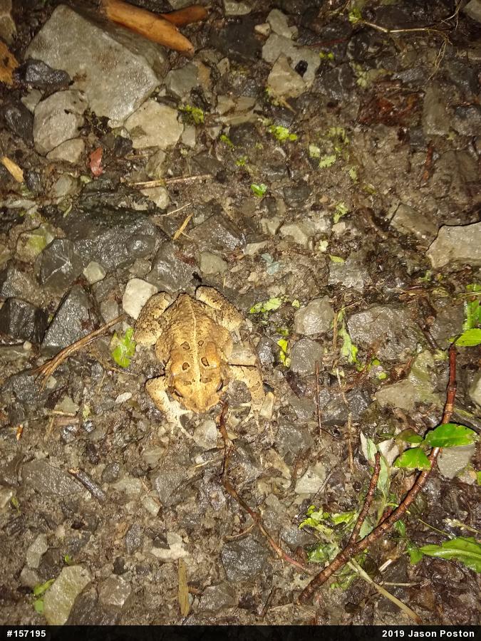 Eastern American Toad