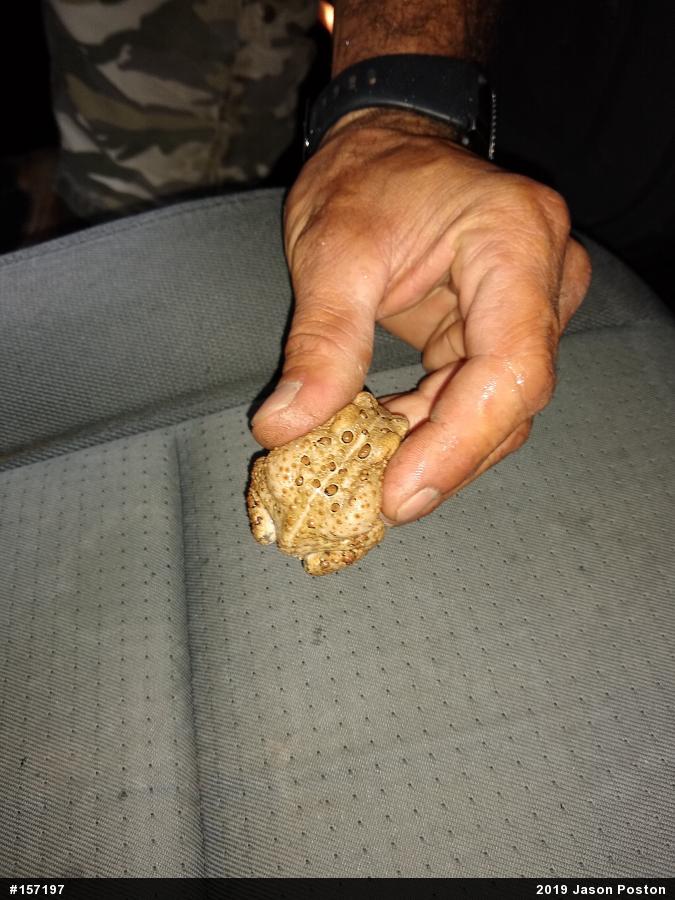 Eastern American Toad