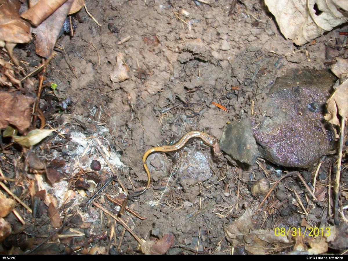 Allegheny Mountain Dusky Salamander