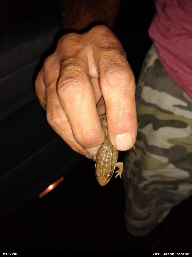 Green Frog