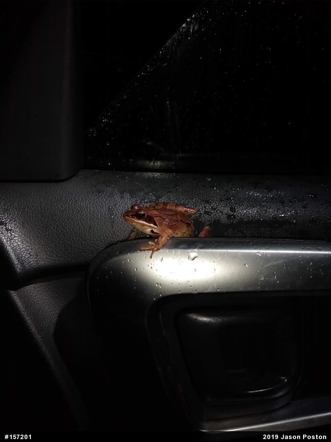 Wood Frog