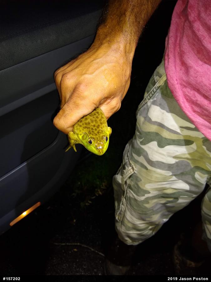 American Bullfrog