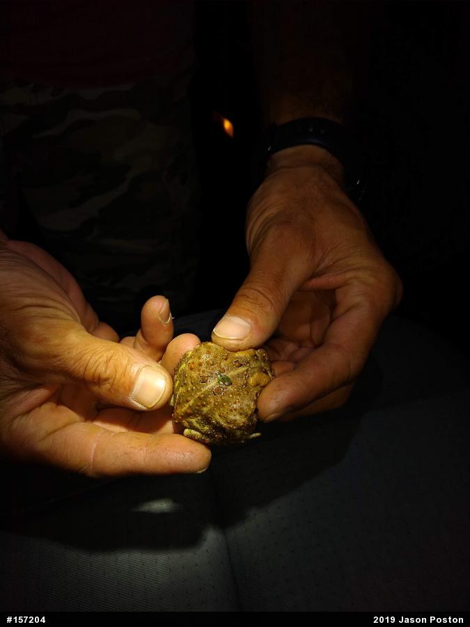 Eastern American Toad