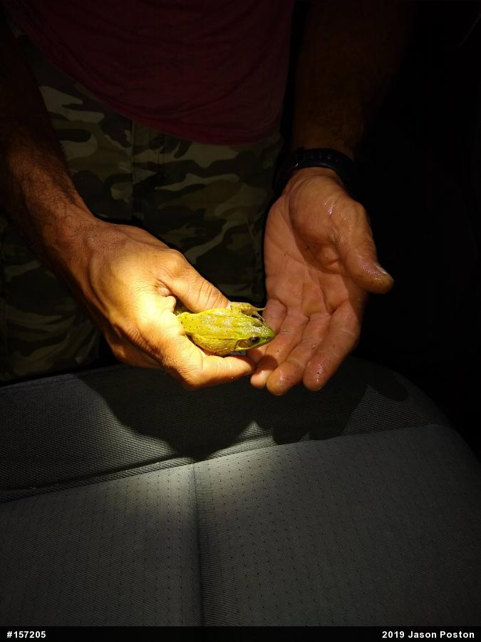 Green Frog