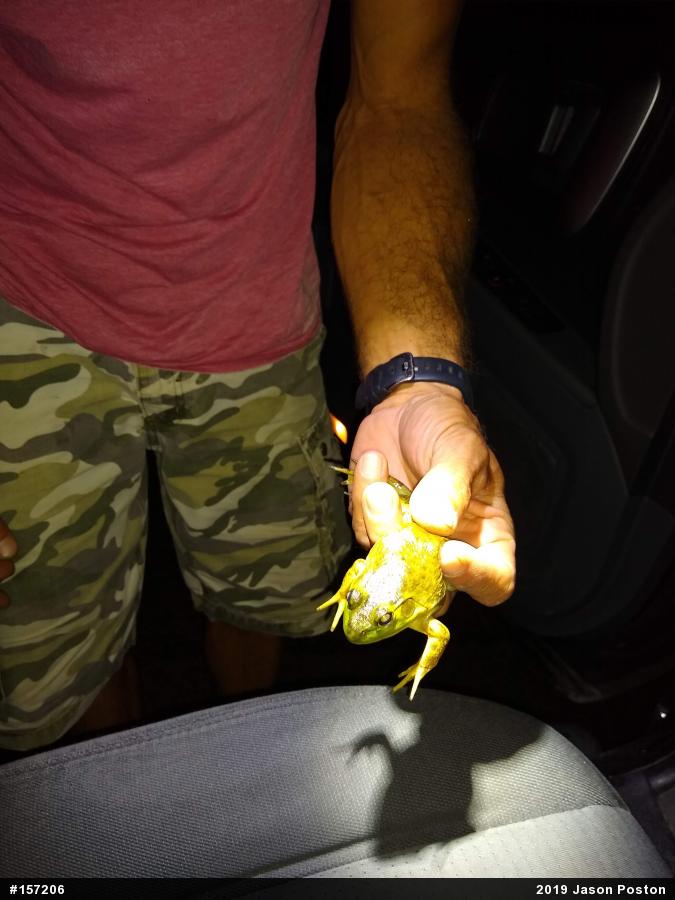 American Bullfrog