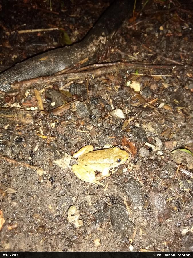 Green Frog