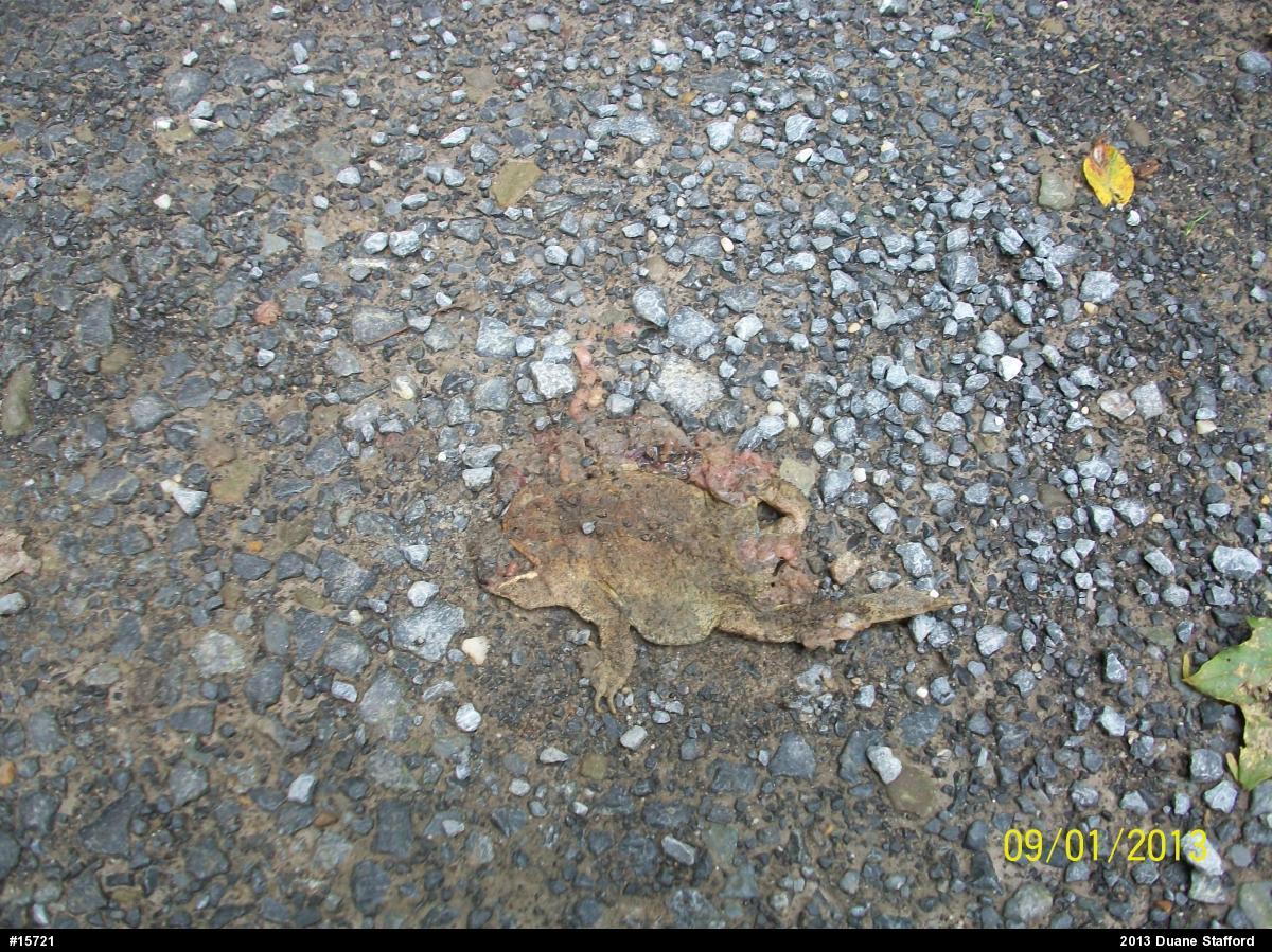 Eastern American Toad