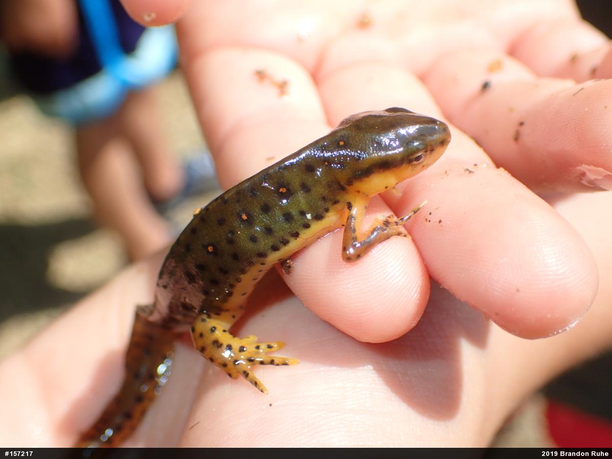 Red-spotted Newt