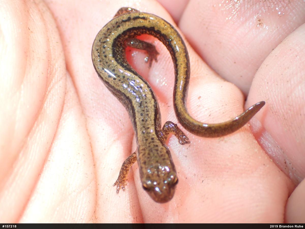 Northern Two-lined Salamander